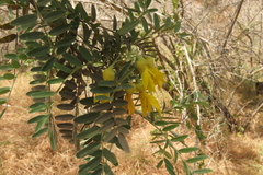 Sophora macrocarpa