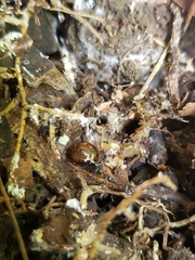 Ovachlamys fulgens