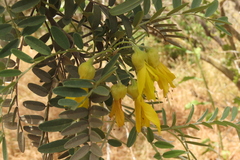 Sophora macrocarpa
