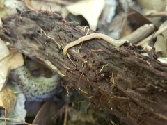 Geonemertes pelaensis