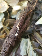 Geonemertes pelaensis
