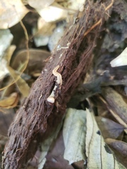 Geonemertes pelaensis