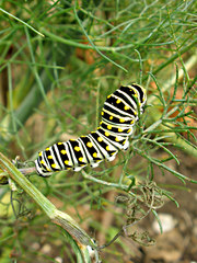 Papilio polyxenes