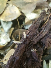 Geonemertes pelaensis