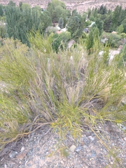 Senna aphylla