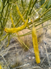 Senna aphylla