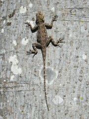 Agama agama
