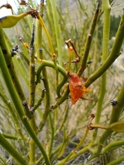 Senna aphylla