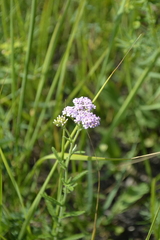 Achillea setacea