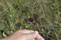 Allium sphaerocephalon