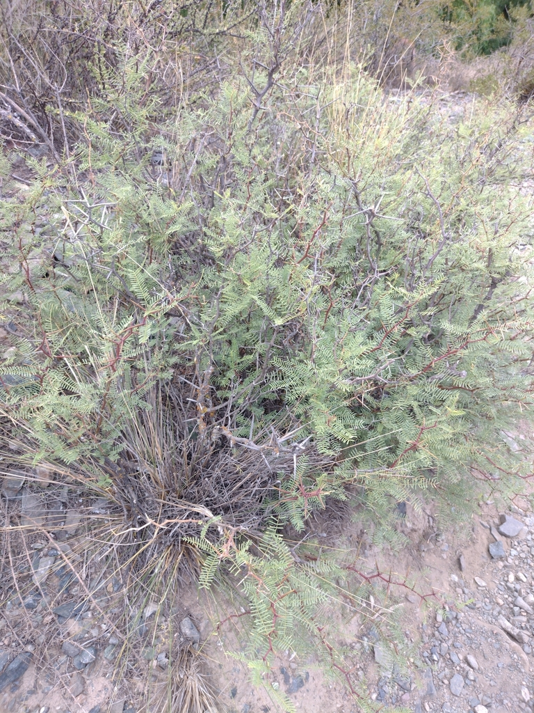 Prosopis flexuosa DC. 4
