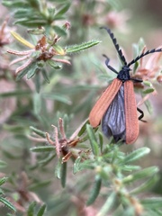 Trichalus semicostatus