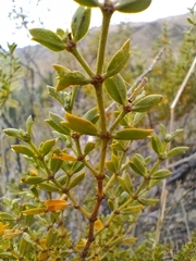 Larrea cuneifolia