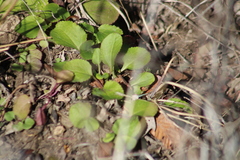 Packera obovata