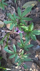 Cardamine quinquefolia