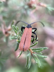 Trichalus semicostatus