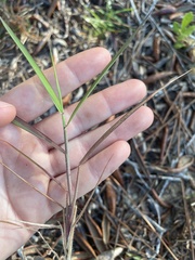Panicum repens
