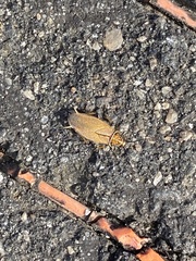 Ellipsidion humerale