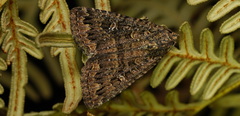 Condica aroana
