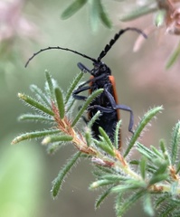 Trichalus semicostatus