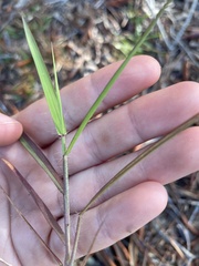 Panicum repens