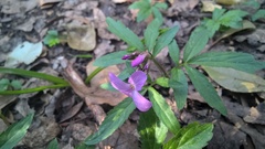 Cardamine quinquefolia