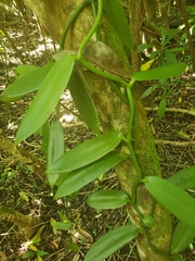 Vanilla planifolia