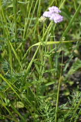 Achillea setacea