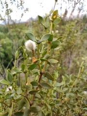 Larrea divaricata