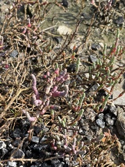 Salicornia perennis