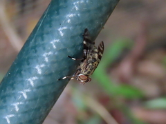 Euprosopia
