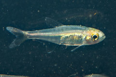 Characidae