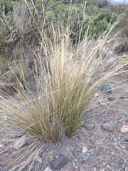 Stipa