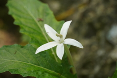 Hippobroma longiflora