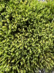 Racomitrium aciculare