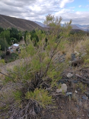 Acanthostyles buniifolius