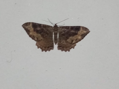 Lepidoptera