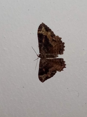 Lepidoptera