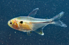 Characidae
