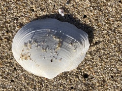 Rexithaerus secta