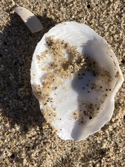 Rexithaerus secta
