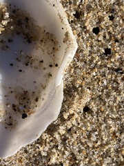 Rexithaerus secta