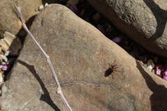 Bibio articulatus