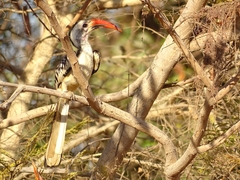 Tockus erythrorhynchus