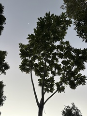 Cecropia schreberiana