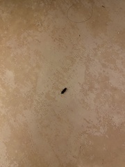 Heteroderes amplicollis