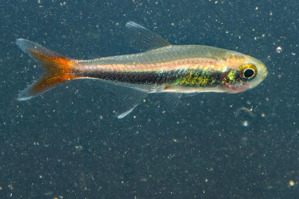 Tétra de Loreto (Hyphessobrycon loretoensis)
