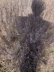 Limonium ramosissimum