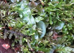 Pallavicinia lyellii