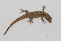 Aristelliger praesignis